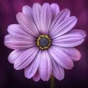 Meet your Posher, Yasmine